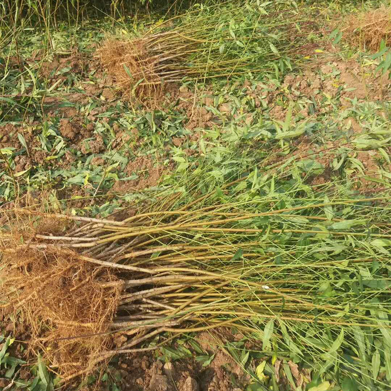 The Base Has a Large Number of Wholesale 1m High-Branch Thick Oil Peach and Yellow Peach Saplings, Late-Maturing Large-Fruit Qiutong Peach Seedlings