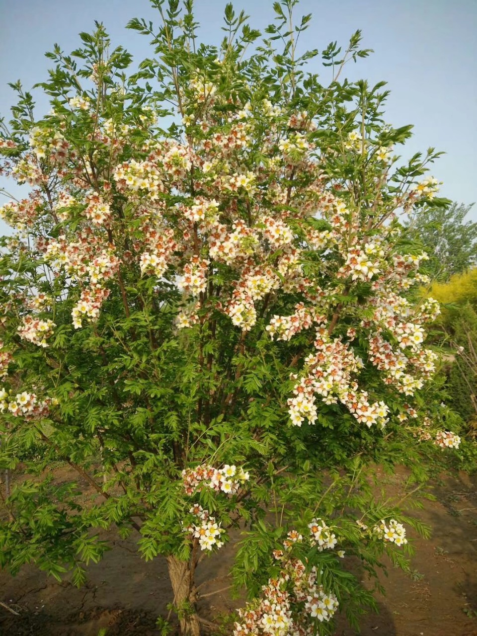 Liaoning Wengguan Guo Wengguan Guo Seedlings Have Complete Specifications, Large Flower Volume, Long Flowering Period and Strong Ornamental Value