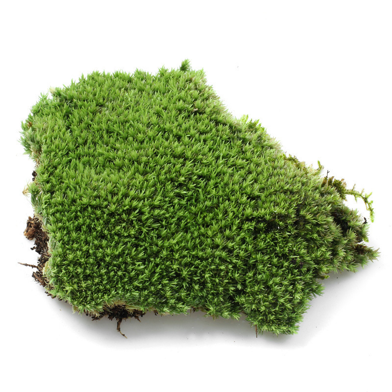 Moss Micro-Landscape Ecological Bottle Fresh White Hair Moss Small White Hair Micro-Landscape Accessories Material Moss Wholesale