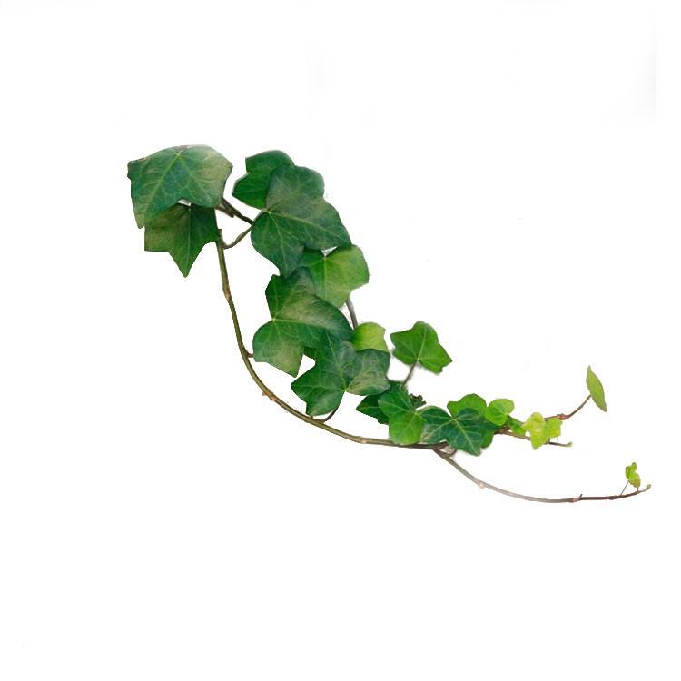 Climbing Vine Seedlings for Shade and Cooling, Wall Greening, Green Leaf Vines, Wooden Five-Leaf Ground Cover Seedlings for Climbing Outdoors
