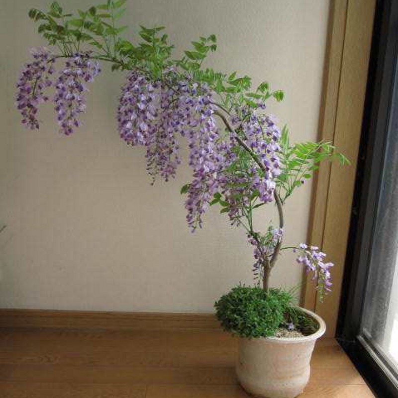 Multi-Flowered Wisteria Flower Seedlings Saplings Climbing Plants Potted Garden Wall Courtyard Climbing Plants Edible Purple Wisteria