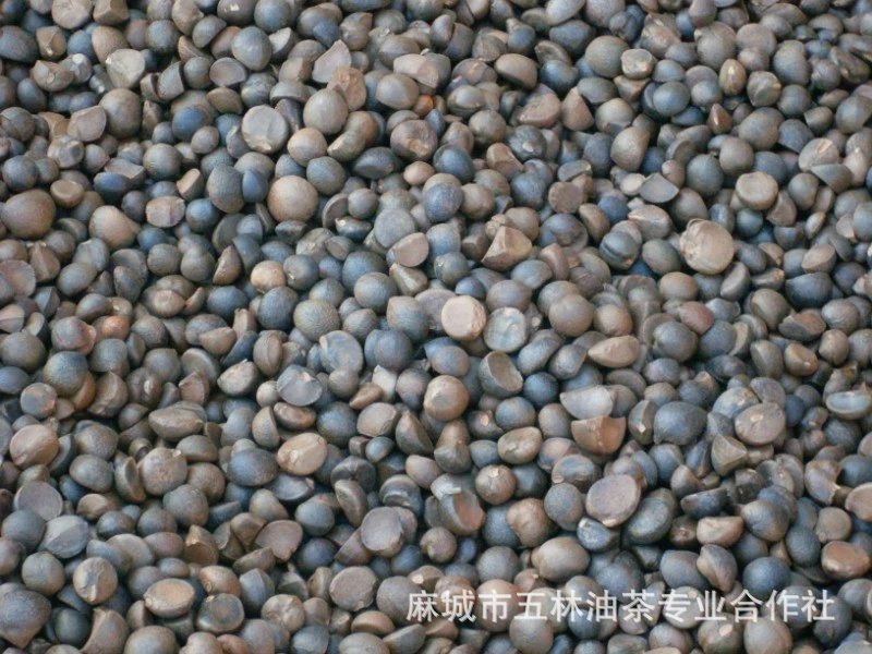 (Origin Supply) Hubei Camellia Oleifera Seeds, Dried Tea Seeds, Hometown of Camellia Oleifera, High Oil Rate Tea Seeds, Camellia Seeds