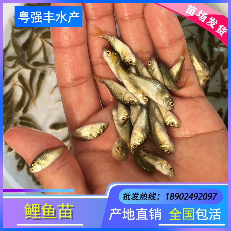 Прямая поставка саженцев легкого живого водяного карпа, оптовая продажа саженцев карпа Сяньюнь для разведения в прудах