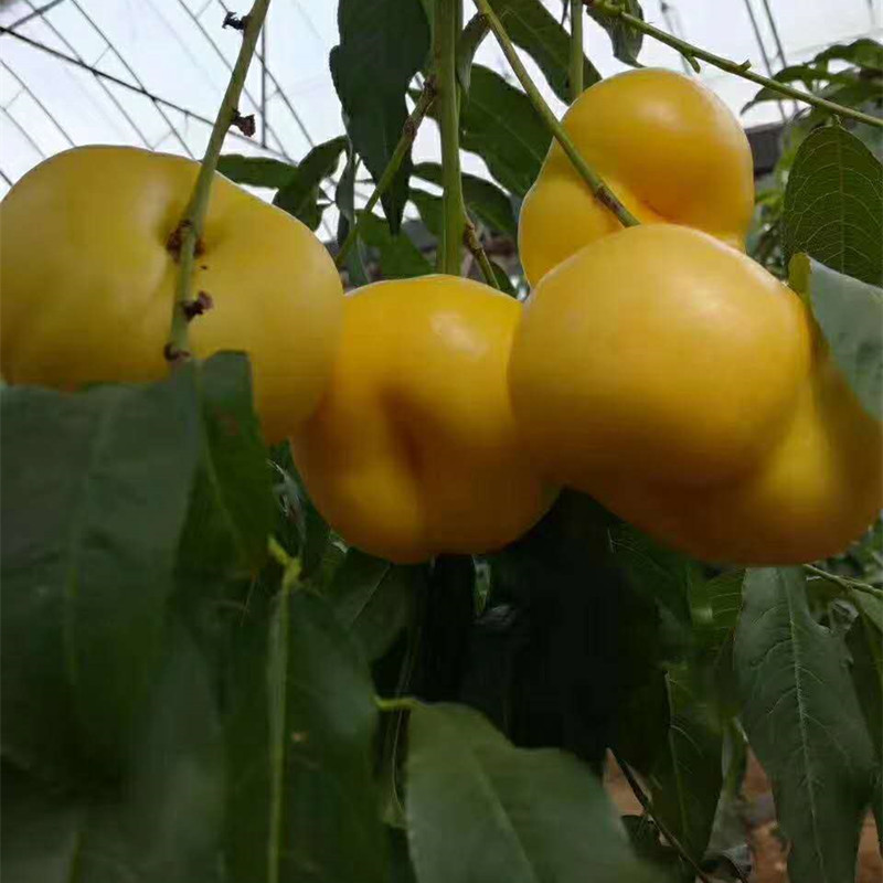 The Base Has a Large Number of Wholesale 1m High-Branch Thick Oil Peach and Yellow Peach Saplings, Late-Maturing Large-Fruit Qiutong Peach Seedlings