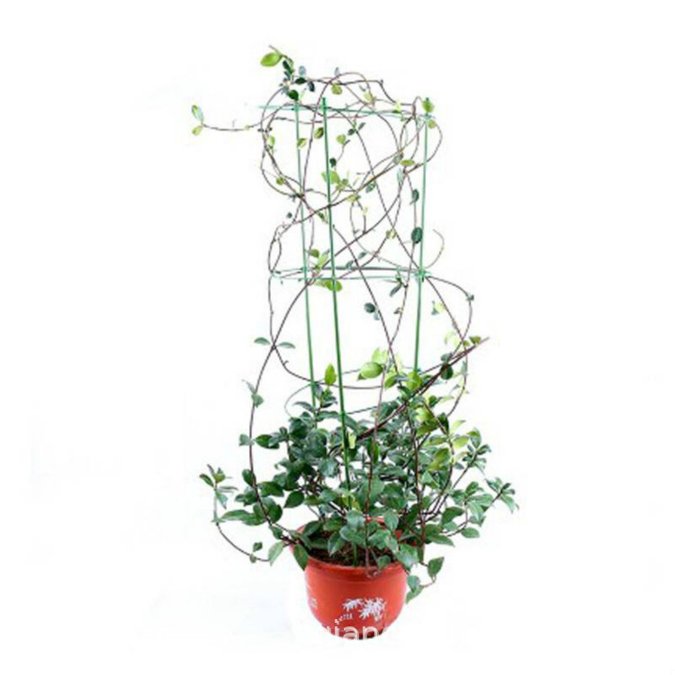 Outdoor Climbing Plant Windmill Jasmine Flower Potted Silver Jasmine Italian Stone Evergreen and Strong Fragrance All Year Round
