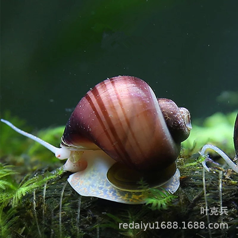 Tropical Snail Ornamental Snail Grass Cylinder Algae Snail Gold Snail Black Purple Snail Algae Snail