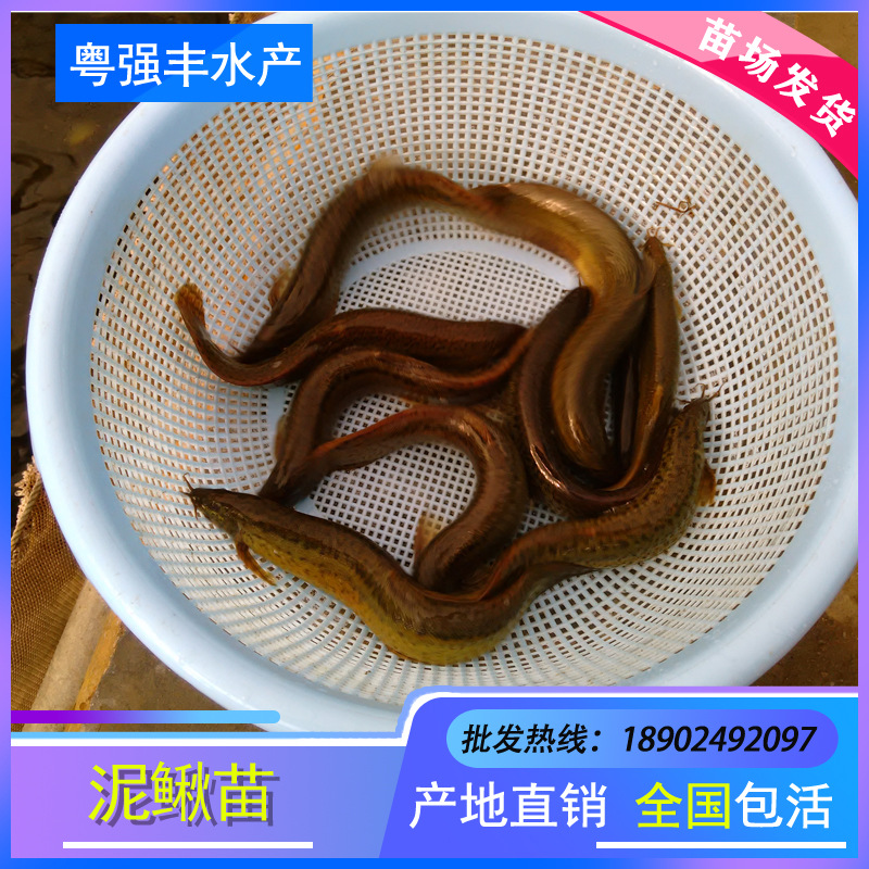 Taiwan Loach Fry Loach SeedlingsLoach Water Flower Loach                                                            Seed