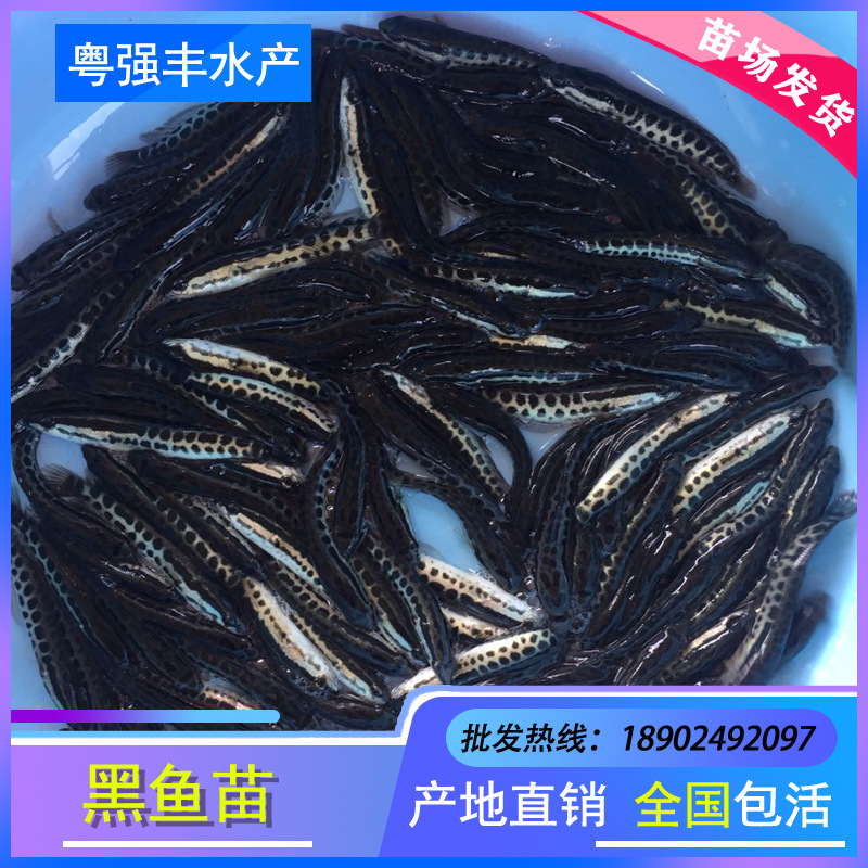Оптовая продажа живых пресноводных культурированных мальков черной рыбы, мальки черного карпа, декоративные мальки черной рыбы