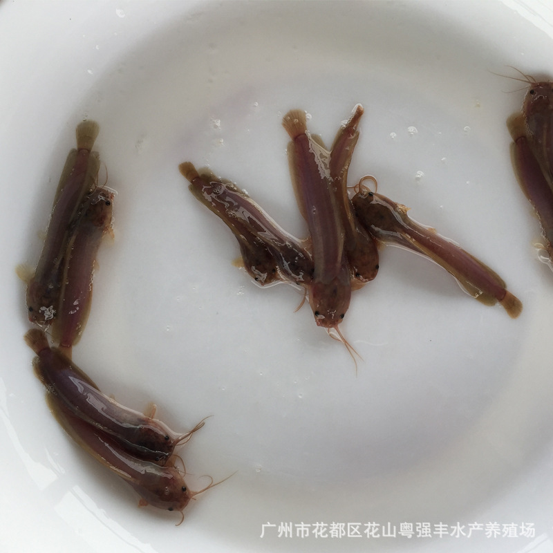 Tangjiao Fry, Bearded Catfish, Live Tangjiao Fry, Live Slippery Fish, Local Tangjiao Fish, Arowana Supply Wholesale