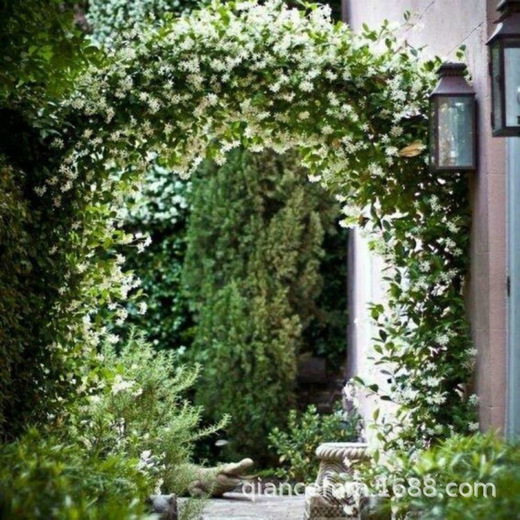 Outdoor Climbing Plant Windmill Jasmine Flower Potted Silver Jasmine Italian Stone Evergreen and Strong Fragrance All Year Round