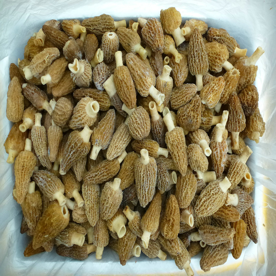 [yulianglong] Morel Hotel Morel Jelly Products Wholesale Mountain Treasures Delicious Morel Mushrooms Affordable