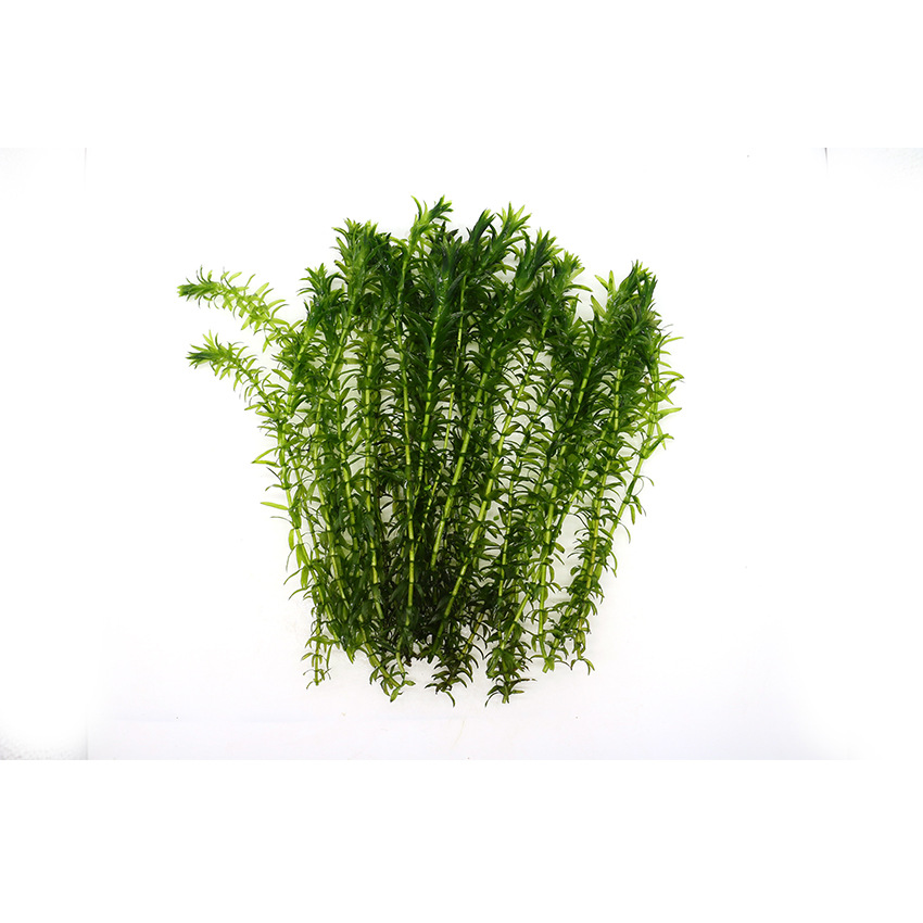 Cymbidium Lazy Aquatic Plants Live Back Scenery Grass Fish Tank Grass Tank Landscaping Stem Aquatic Plants Own Grass Field Straight Hair