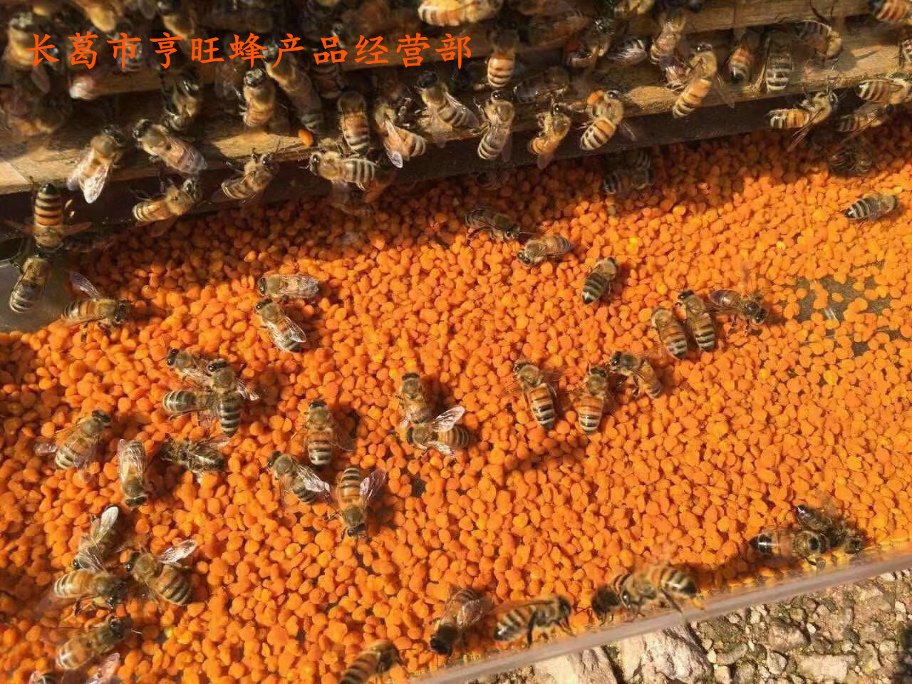 Factory wholesale tea pollen fresh bee pollen Camellia powder non-broken Wall high activity 500g bee farmers produce