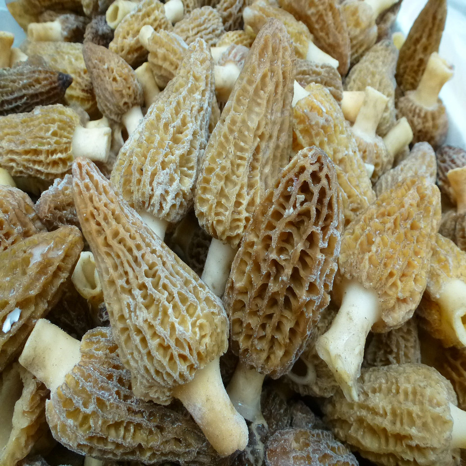 [yulianglong] Morel Hotel Morel Jelly Products Wholesale Mountain Treasures Delicious Morel Mushrooms Affordable