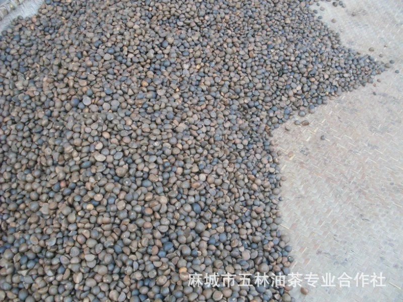 (Origin Supply) Hubei Camellia Oleifera Seeds, Dried Tea Seeds, Hometown of Camellia Oleifera, High Oil Rate Tea Seeds, Camellia Seeds
