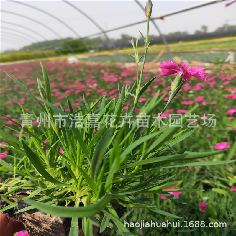 European Dianthus Flower Potted Rainbow Dianthus Potted Plug Seedlings European Dianthus Seedlings Potted European Dianthus