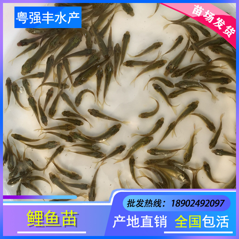 Seedling Farm Direct Supply of Light Live Water Carp Seedlings Fish Pond Breeding Xiangyun Carp Seedlings Wholesale