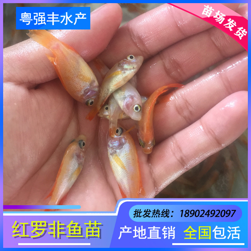 Fish Fry Directly Supplied to Red Tilapia Fry, Rainbow Bream Fry, Pearl Wax Fry, Live Freshwater Culture