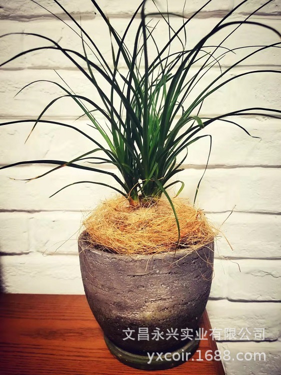 Retail Hainan Coconut Palm Silk Gardening Flower Pots with Surface Covering Plants That Are Moisturizing, Breathable and Succulent