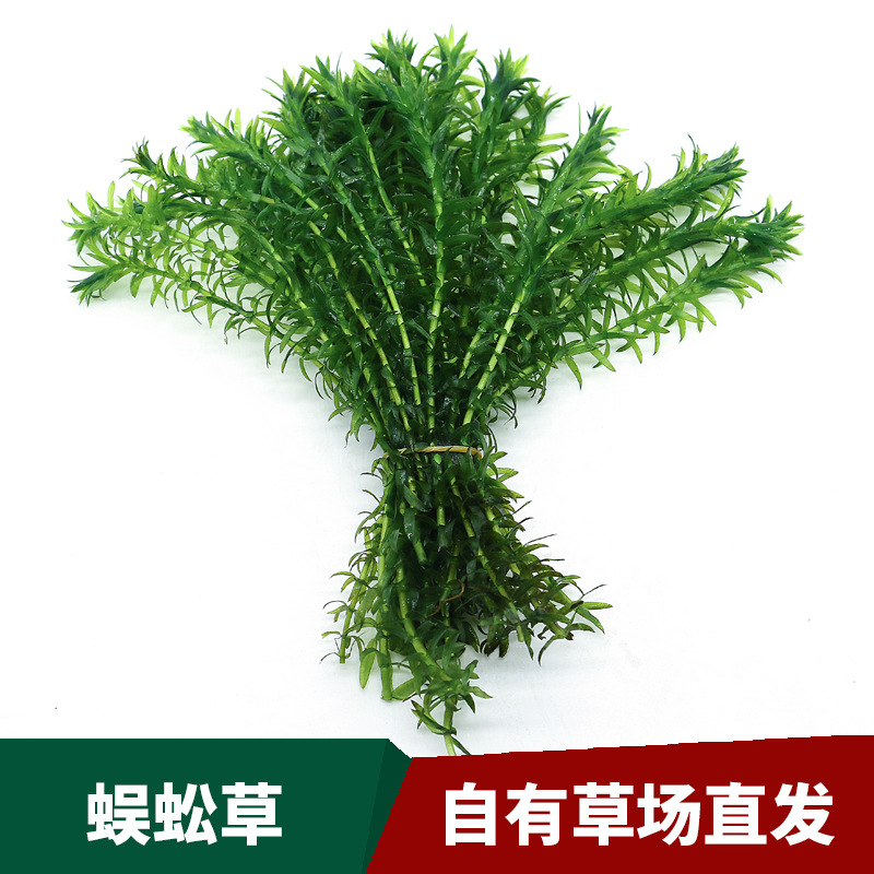 Cymbidium Lazy Aquatic Plants Live Back Scenery Grass Fish Tank Grass Tank Landscaping Stem Aquatic Plants Own Grass Field Straight Hair