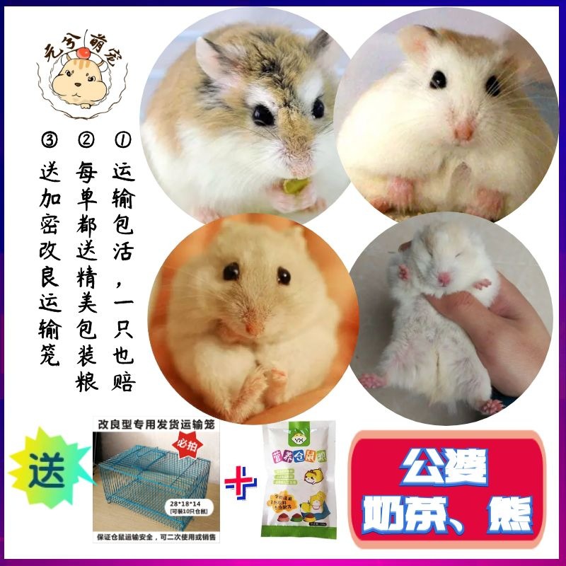 Искусственно выращенные хомяки молочного чая, золотые хомяки, домашние хомяки, живые животные оптом, здоровые маленькие хомяки