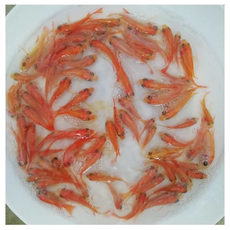 Fish Fry Directly Supplied to Red Tilapia Fry, Rainbow Bream Fry, Pearl Wax Fry, Live Freshwater Culture