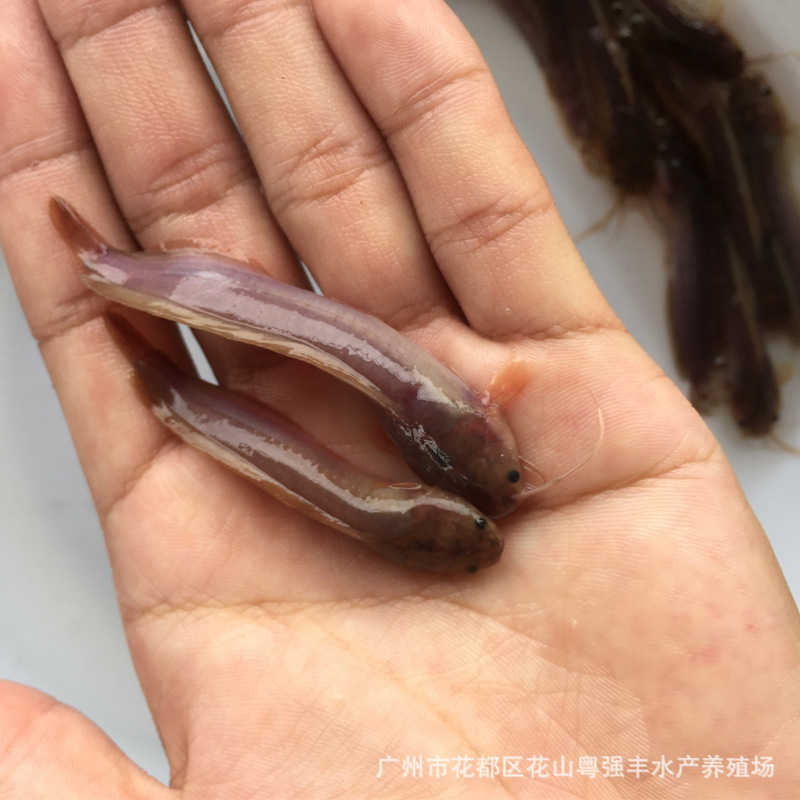 Tangjiao Fry, Bearded Catfish, Live Tangjiao Fry, Live Slippery Fish, Local Tangjiao Fish, Arowana Supply Wholesale