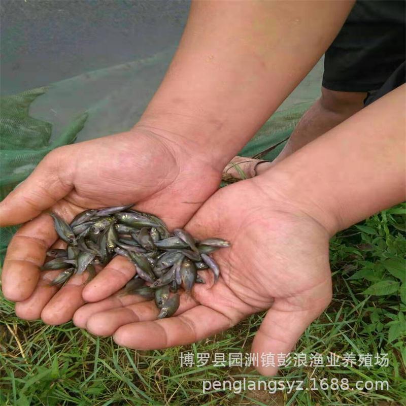 Hehua Carp Fry, Rice Field Carp Fry, Hehua Black Carp Fry, Carp Fry, Phosphorus-Free Carp Fry, Lotus Carp