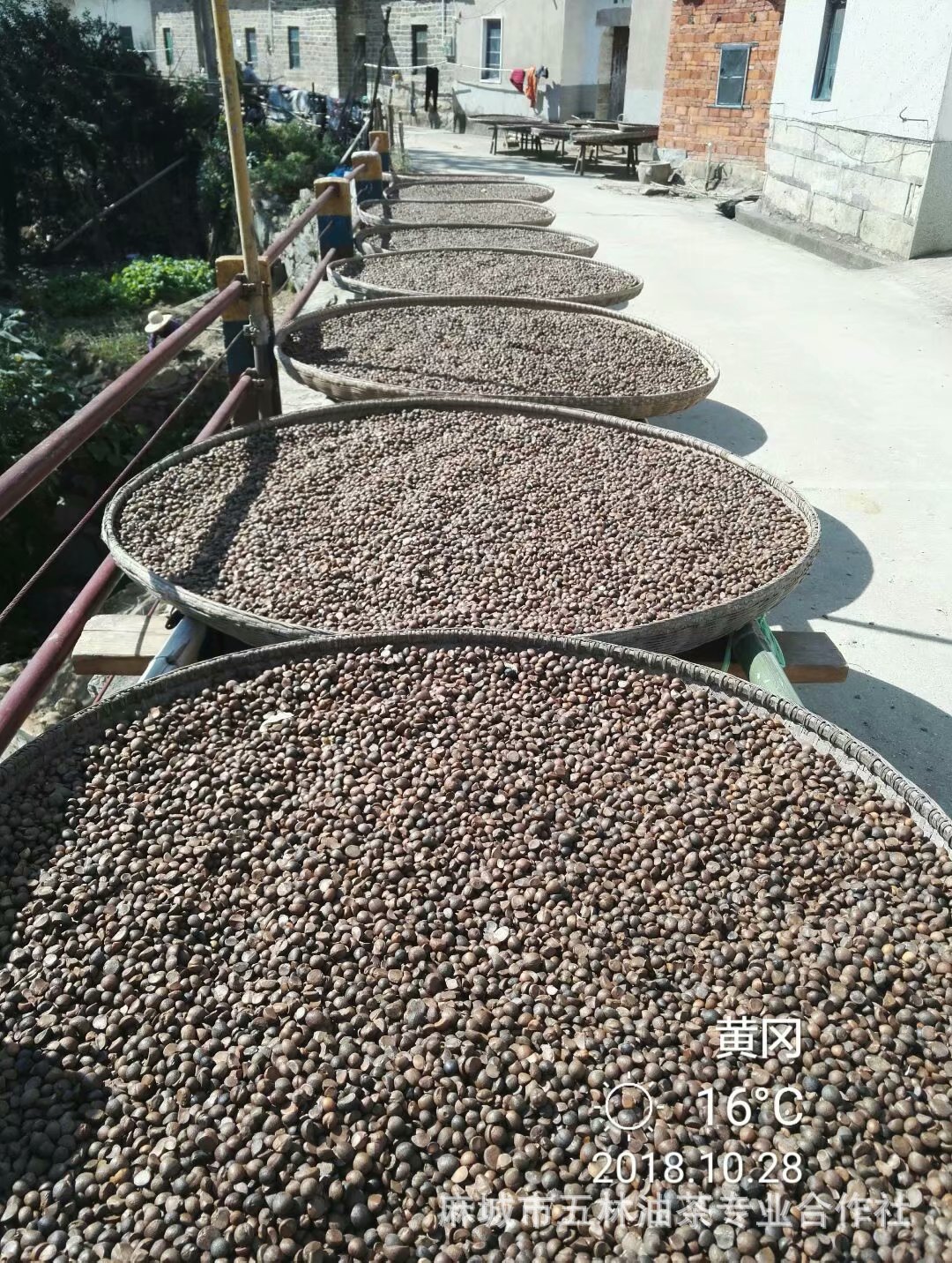 (Origin Supply) Hubei Camellia Oleifera Seeds, Dried Tea Seeds, Hometown of Camellia Oleifera, High Oil Rate Tea Seeds, Camellia Seeds