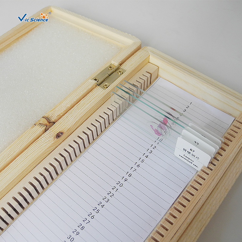 Factory Direct Supply 50-Piece Wooden Slide Box Medical Tissue Slide Box Biological Slide Wooden Box