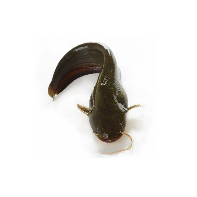 Tangjiao Fry, Bearded Catfish, Live Tangjiao Fry, Live Slippery Fish, Local Tangjiao Fish, Arowana Supply Wholesale