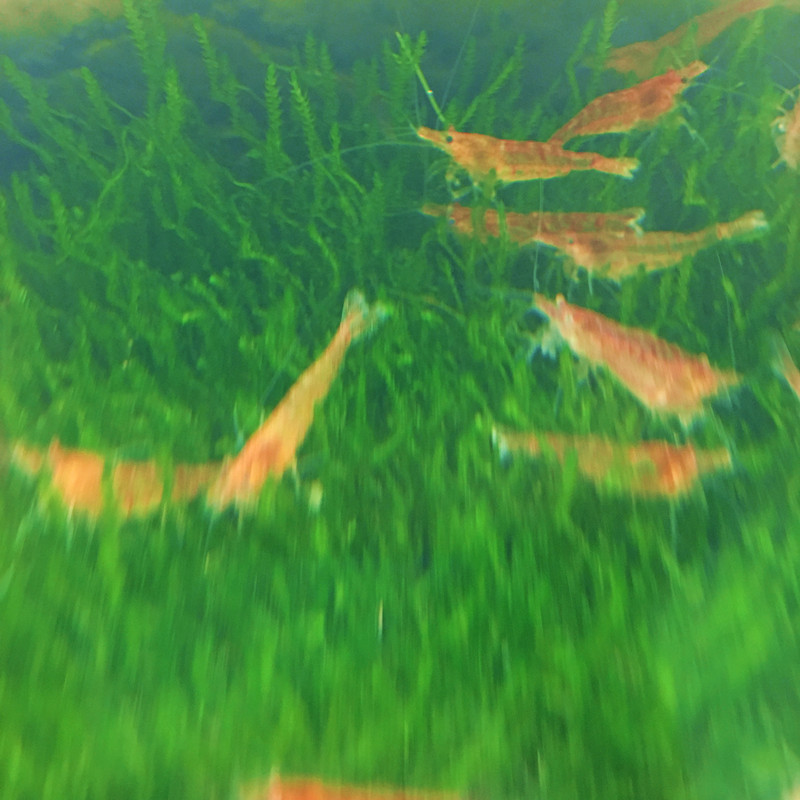 Orange Sakura Shrimp Live Shrimp Ornamental Pet Shrimp Orange Sakura Private Fishing Ground Free of Packaging Fees and Road Damage