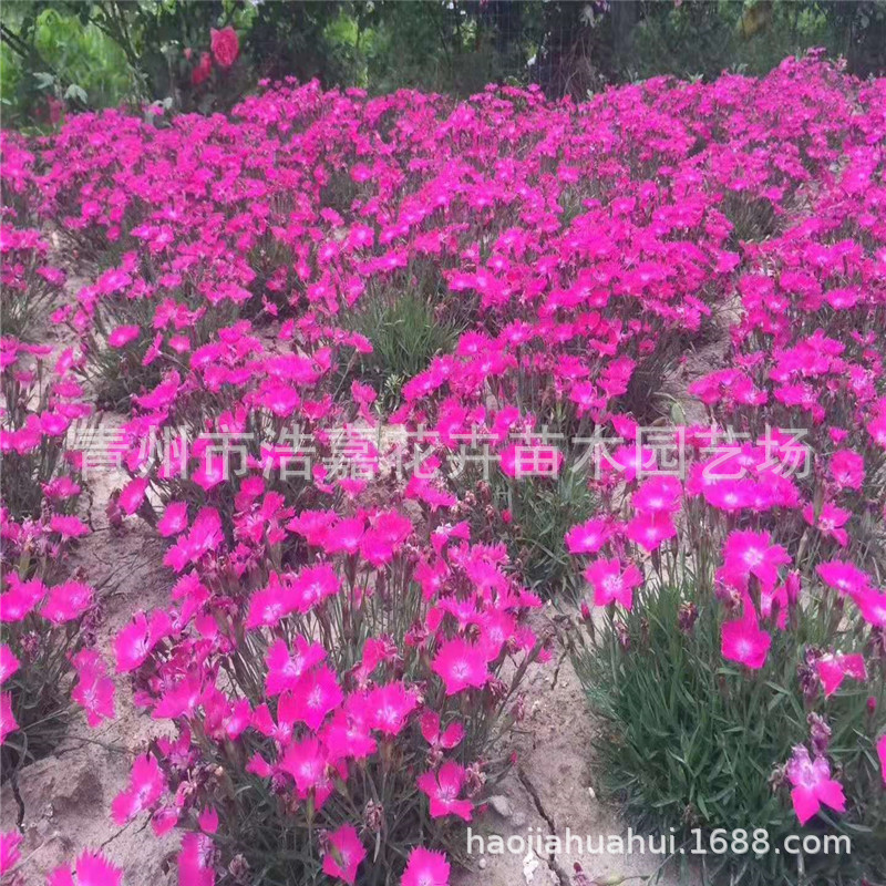 European Dianthus Flower Potted Rainbow Dianthus Potted Plug Seedlings European Dianthus Seedlings Potted European Dianthus