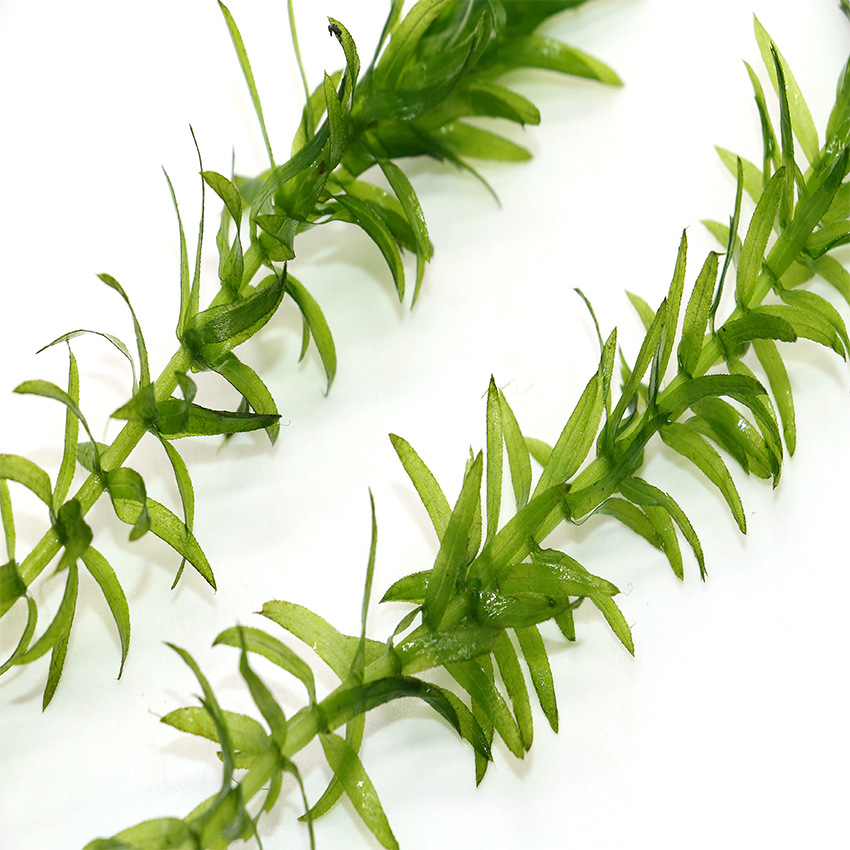 Cymbidium Lazy Aquatic Plants Live Back Scenery Grass Fish Tank Grass Tank Landscaping Stem Aquatic Plants Own Grass Field Straight Hair