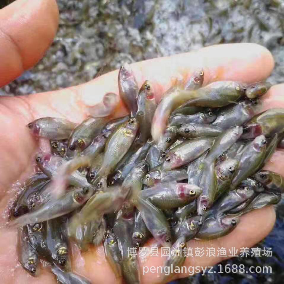 Hehua Carp Fry, Rice Field Carp Fry, Hehua Black Carp Fry, Carp Fry, Phosphorus-Free Carp Fry, Lotus Carp