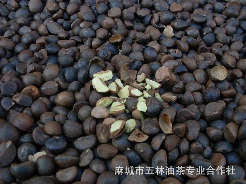 (Origin Supply) Hubei Camellia Oleifera Seeds, Dried Tea Seeds, Hometown of Camellia Oleifera, High Oil Rate Tea Seeds, Camellia Seeds