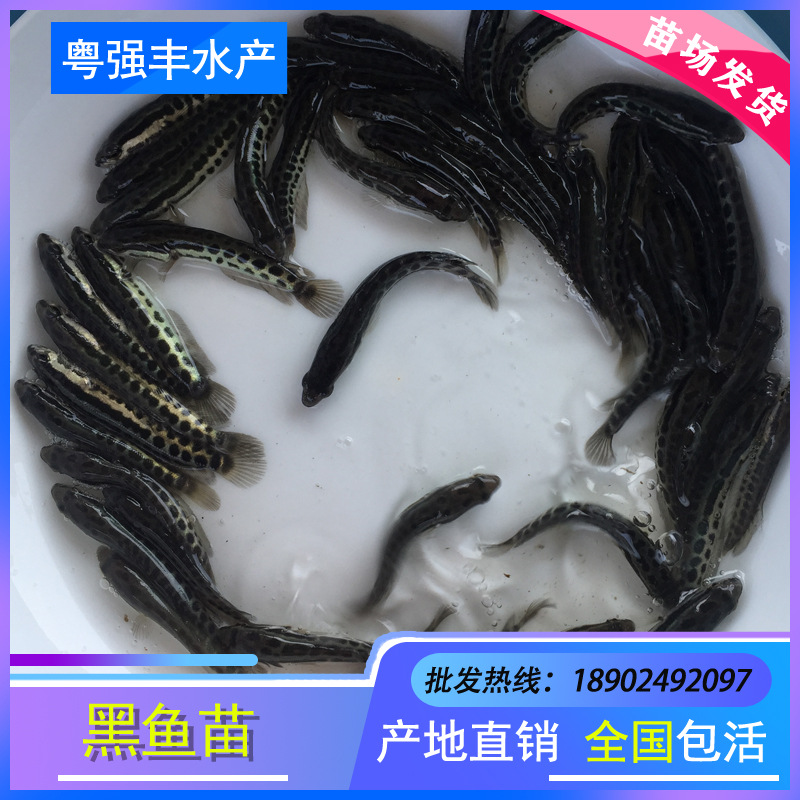 Black Fish Fry Wholesale Live Freshwater Cultured Raw Fish Fry Black Carp Ornamental Fish Fry Domesticated Black Fish Fry Supply