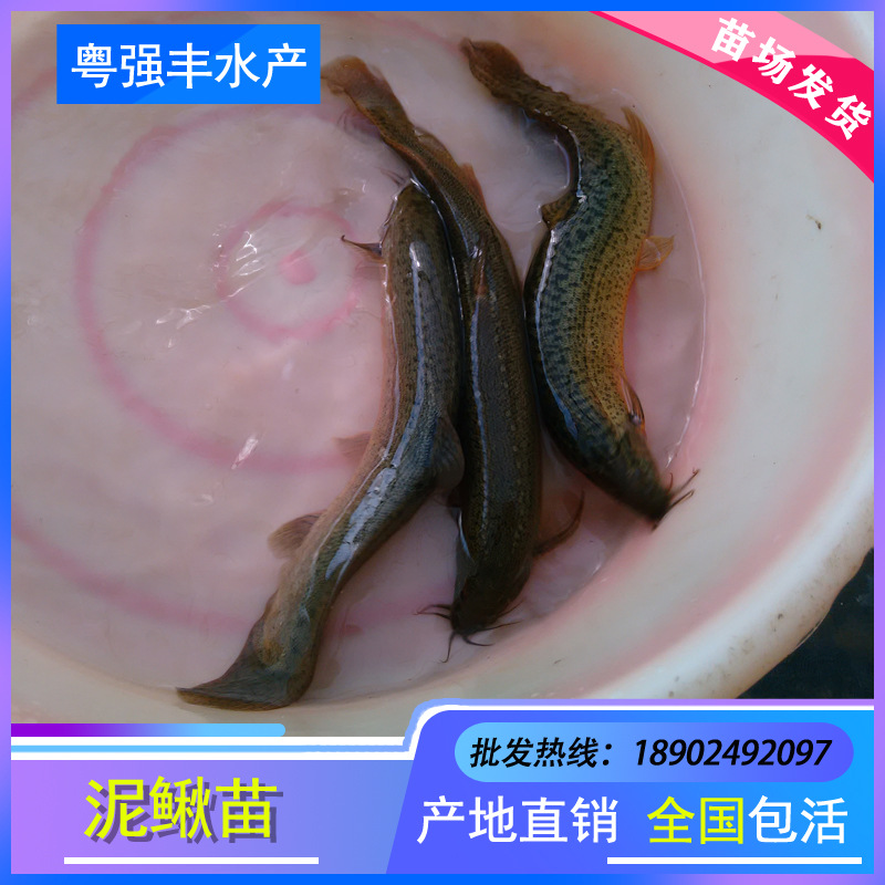 Мальки тайваньского лягушонка, саженцы лягушонка, лягушонок водяного цветка