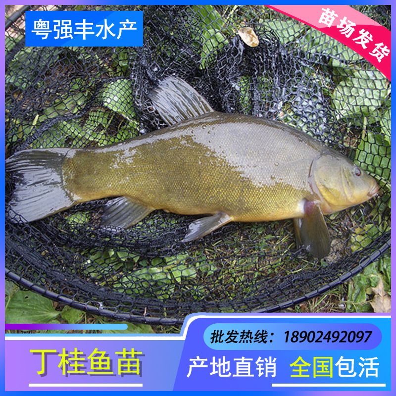 Seedlings Directly Supplied from Seedling Farms: Ding Gui, Xuyu, Ding Gui, Jin Sui, Ding Sui, Wholesale