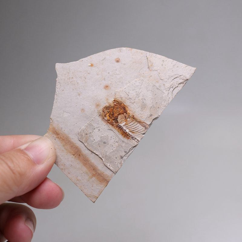 Langfin fish fossil in western Liaoning original stone ancient animal fossil trilobite fossil children's geological science popularization teaching specimen