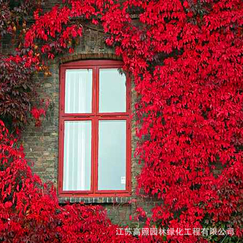 Саженцы вьющихся лоз для тени и охлаждения, озеленение стен, зеленолистные лозы, деревянные саженцы с пятью листьями для вьющихся растений на улице