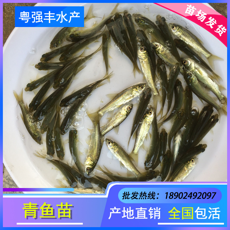 Seedling Farm Direct Supply of Herring Fry, Screw Fry, Black Grass Carp Fry, Snail Fry, Black Grass Carp Fry, Black Grass Carp Wholesale