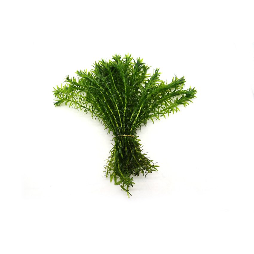 Cymbidium Lazy Aquatic Plants Live Back Scenery Grass Fish Tank Grass Tank Landscaping Stem Aquatic Plants Own Grass Field Straight Hair