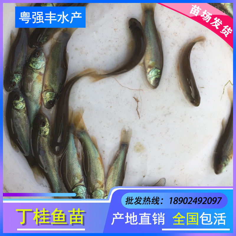 Seedlings Directly Supplied from Seedling Farms: Ding Gui, Xuyu, Ding Gui, Jin Sui, Ding Sui, Wholesale