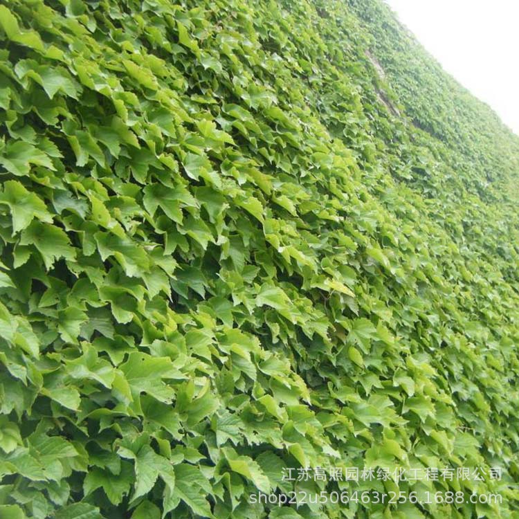 Climbing Vine Seedlings for Shade and Cooling, Wall Greening, Green Leaf Vines, Wooden Five-Leaf Ground Cover Seedlings for Climbing Outdoors