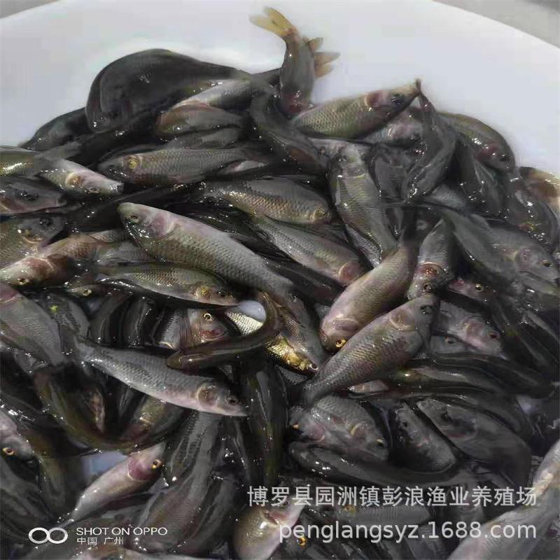 Hehua Carp Fry, Rice Field Carp Fry, Hehua Black Carp Fry, Carp Fry, Phosphorus-Free Carp Fry, Lotus Carp