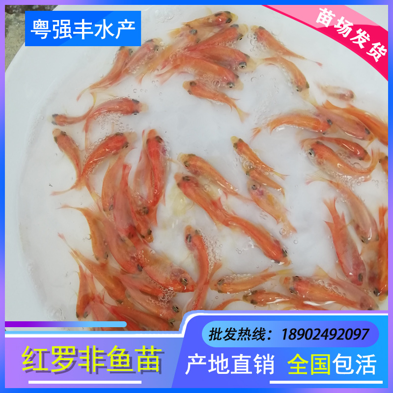 Прямая поставка мальков красного тилапии, мальков радужного бремса, мальков жемчужного воска, живая пресноводная культура