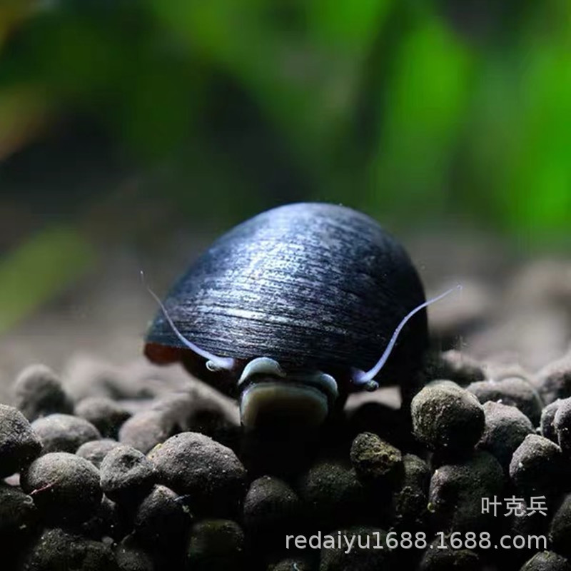 Tropical Snail Ornamental Snail Grass Cylinder Algae Removal Snail Military Cap Snail Black Diamond Snail Living