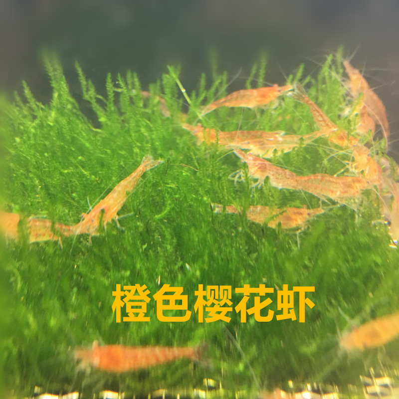 Orange Sakura Shrimp Live Shrimp Ornamental Pet Shrimp Orange Sakura Private Fishing Ground Free of Packaging Fees and Road Damage