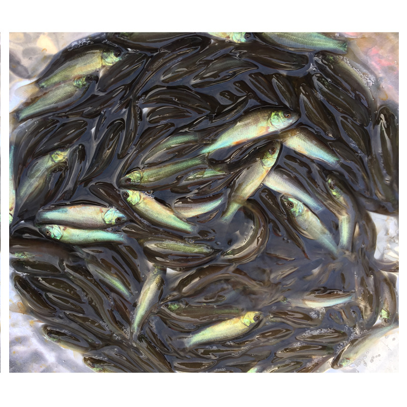 Seedlings Directly Supplied from Seedling Farms: Ding Gui, Xuyu, Ding Gui, Jin Sui, Ding Sui, Wholesale